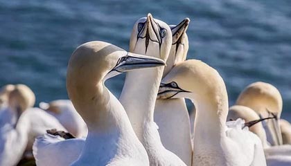 海南伴游，定制QQ：3494206190微信：act1322